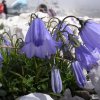 campanula dei ghiaioni